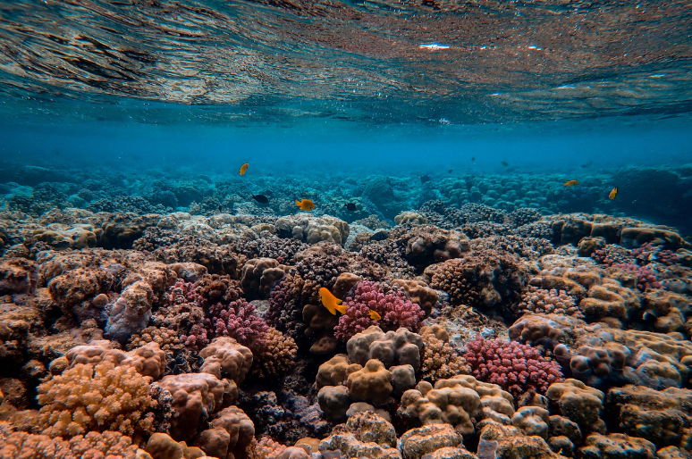 Mengapa Oksigen di Lautan Berkurang? Mengenal Fenomena Deoksigenasi Laut